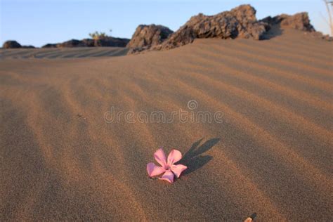 The Heritage of the Desert - A Silent Epic Unfolding under the Scorching Sun!